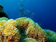 Vibrant coral reef with yellow polyps under clear blue water, fish swimming in the distance.